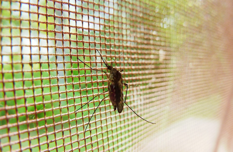 mosquito